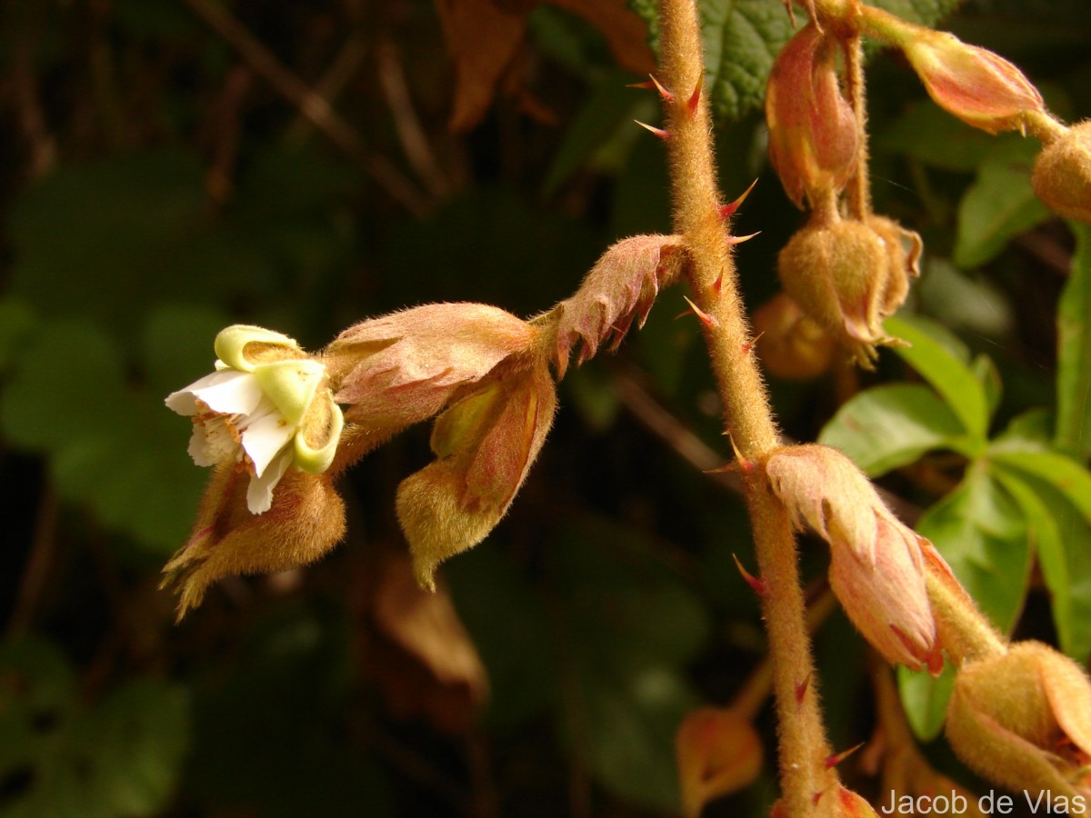 Rubus indicus Thunb.